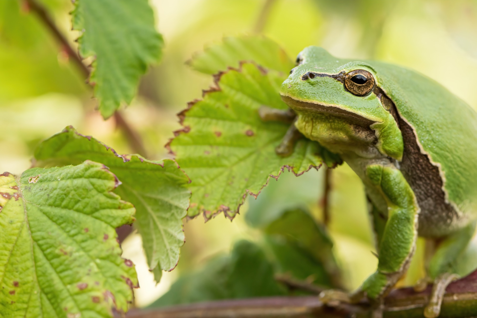 European tree frog (Hyla arborea) on hazel leaves, photographed by Karl Gillebert